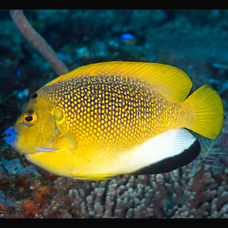 Apolemichthys trimaculatus : 9-12 cm